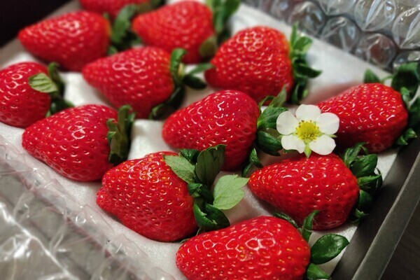 【イチゴ詰め／室内作業】 お昼までの短時間×高時給1100円◎イチゴの選別・箱詰め