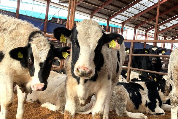 【住宅・家族手当が充実】「家畜」ではなく「家族」として。愛情とこだわりの自家産飼料で命を育む管理スタッフ