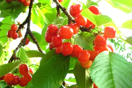 努力の結果が実を結ぶ！お客様とのつながりを大切する農園で、果樹栽培のお仕事です。
【有機農法／観光農園運営／長期休暇あり】