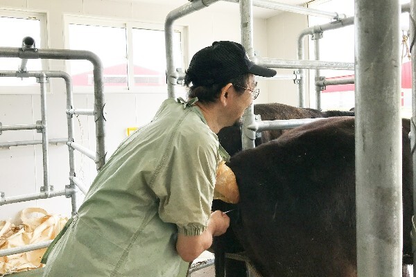 【未経験から一生モノの国家資格を】
牛の「命の誕生」から関わる育成牧場。イチから人工授精師を目指せます！