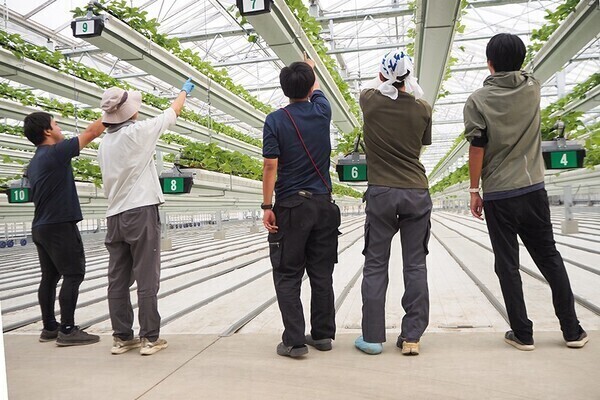 【OJT完備だから未経験でも安心◎】データで育てるいちご栽培。スマート農業、組織マネジメントも学べる農園。