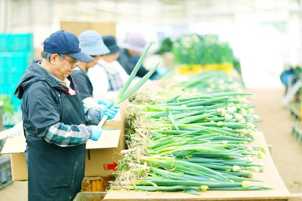ネギやお米の契約生産で事業を大幅に拡大中。一生モノの技術をお教えします！
【県や市の農業賞受賞歴あり！】