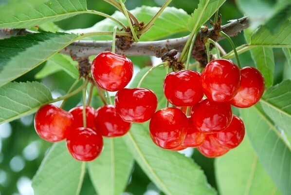 [地域おこし協力隊]
さくらんぼ・ぶどう・桃といった果樹のほか、米や野菜つくりにも挑戦！寒河江の魅力を広める隊員を募集！
【引っ越し費用補助＆住まい用意】