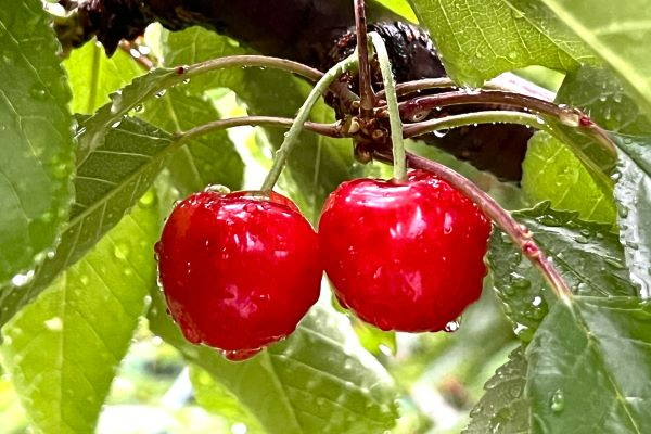 【一口で心を動かす魔法】日本一の広さを誇る農園で、あなたの手から「最高の一粒」を。未経験から農業のプロを目指しませんか