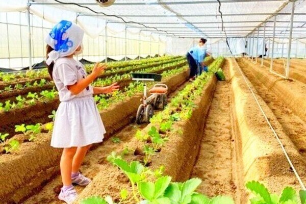 県内の洋菓子店でも使われている、こだわりのいちごを生産！経営規模を拡大中です。
【通勤手当あり／農産物持ち帰りOK】
