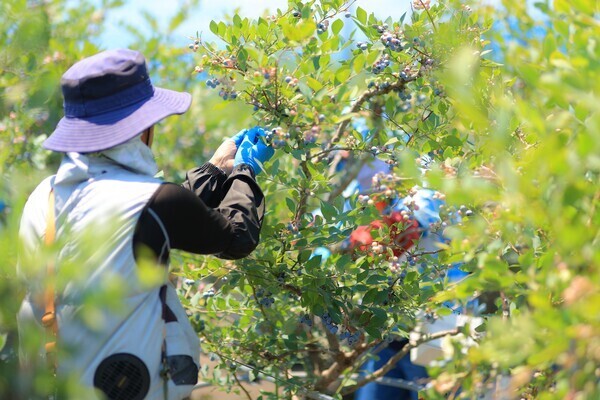 【年休120日以上／手当充実】精密部品メーカーが本気で挑むブルーベリー栽培！新規事業を率いるリーダー候補募集