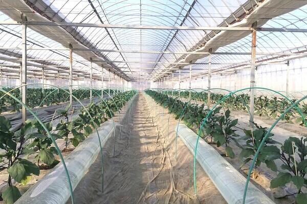 【12時までの勤務／週3日～OK】教員免許を持つ代表が丁寧に教えます！ナスやほうれん草の収穫・袋詰めスタッフ募集