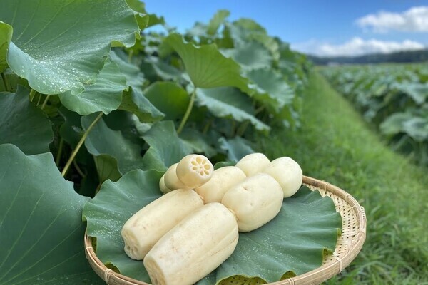 【時給1,300円～1,500円】即日～5月末の短期！泥だらけになってこだわりの「蛍れんこん」を収穫・定植しませんか。