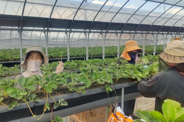 奈良県最大級！奈良県認定農業者のいちご園で、本格的にイチゴ栽培にチャレンジできます◎
【受賞歴あり／未経験から長く活躍！】