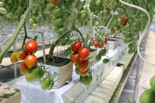 ◎人材紹介Ver 大和証券グループが手掛けるトマト農場で、農場管理者を募集！糖度10度のプリンセストマトが武器。
【土日休み（完全週休2日制）／年間休日111日／各種手当あり】