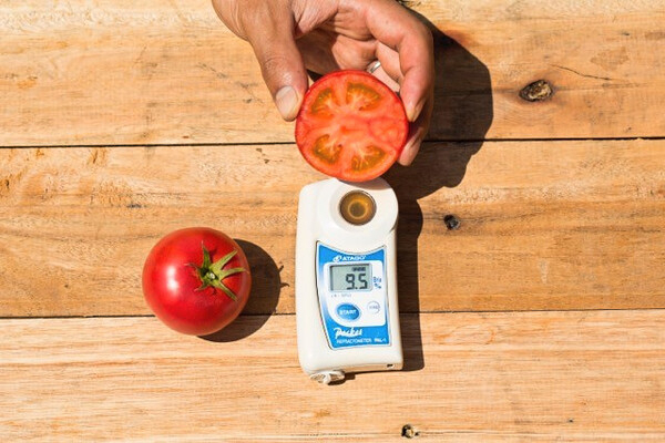 札幌近郊｜高糖度フルーツトマト農園【移住歓迎・住居探しサポート／長期休暇あり】