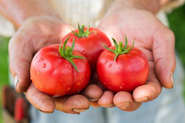 【週3～5日勤務OK◎／時給1100円～／札幌近郊】高糖度フルーツトマト農園の栽培管理スタッフ(社員登用あり)