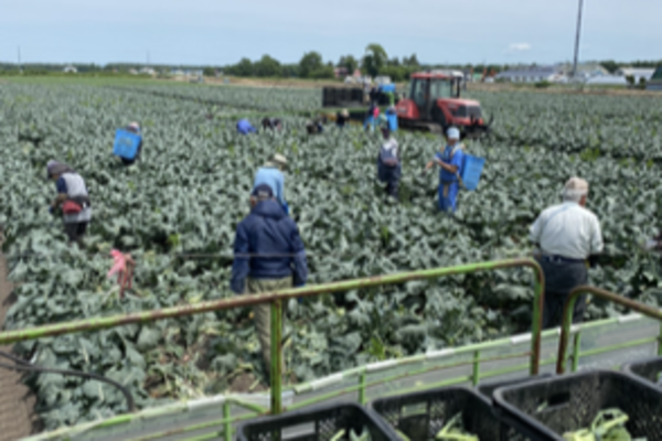 【時給1200円スタート／未経験歓迎】週3日〜シフト自由！北海道・恵庭市の広大な農園で野菜づくり