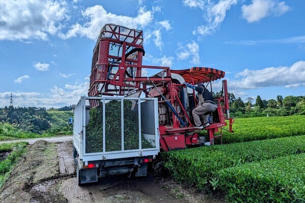 【栽培から製茶まで一貫生産】
有名ペットボトル飲料のお茶を作る！鹿児島の大自然で働く茶園スタッフ