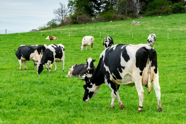 【家族手当や資格手当など、手当充実】酪農が盛んな北海道十勝エリア◎アットホームな家族経営の牧場で酪農にチャレンジしませんか？