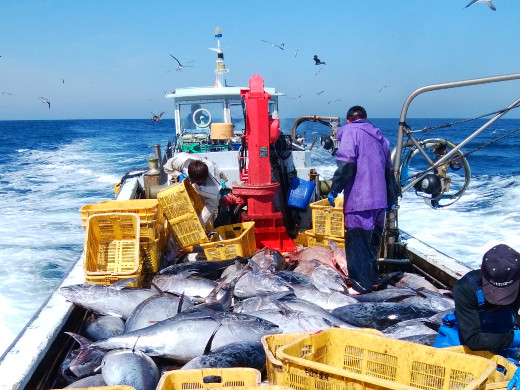 ヤリイカ・ブリ・ヒラマサなど多種類を漁獲！初心者でも始めやすい勤務体系です。
【面接時の交通費補助あり／待遇充実】