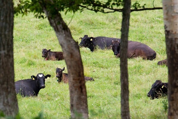 大自然の中で黒毛和牛を育てる牧場。家畜人工授精所・診療所も併設しています◎【受賞歴多数あり／メディア取材歴あり】