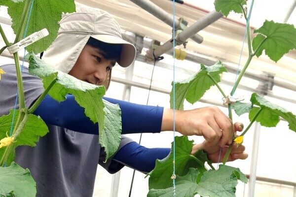 外資系種苗会社を親会社に持つ農場で、新しい野菜の栽培管理と品種開発を行うお仕事です◎
【年間休日120日／若手活躍】