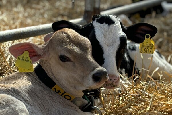 【法人化予定！女性7名活躍中の職場】未経験歓迎！標茶町の牧場で酪農スタッフ