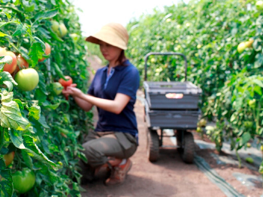 北海道全土にコンビニ事業を展開するセコマグループの農場でスタッフ募集中！
【有給消化率◎／通勤手当あり】