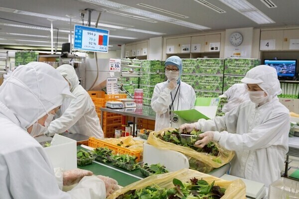 【ベビーリーフ生産日本最大級】チームワークを活かすパッキング工場管理／未経験歓迎