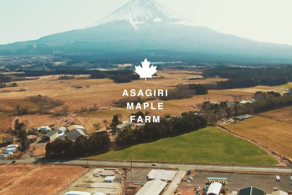 朝霧牛乳を世界へ！富士山を間近に望む絶景の地で、誇りを持って牛を育てています。
【スマート農業／規模拡大中／面接時送迎あり】