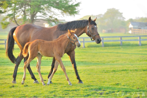 競走馬の生産・育成・預託牧場で馬のお世話をするスタッフ募集！
【単身寮あり／残業なし】