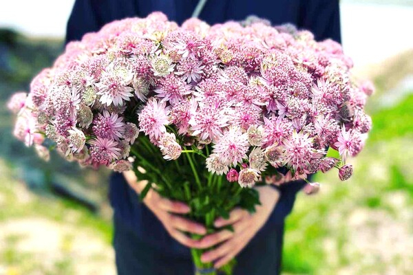 30種類の花、10万本以上のカーネーションを栽培！お花の収穫などをお任せします。【女性活躍中／即日～10月30日限定】