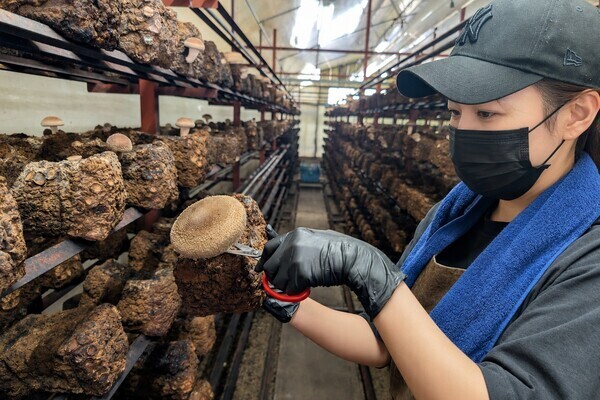 有名駅弁や百貨店に並ぶシイタケ栽培！日々の丁寧な作業がブランドの価値になる
【未経験歓迎／週休2日制／18時退勤】