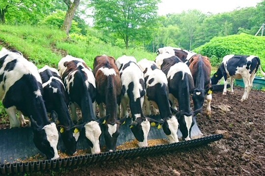 【手当充実で月収25万円可／酪農経験者歓迎！】自然が広がる十勝で、大切に牛を育ててみませんか？