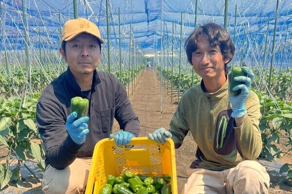 【11月末までの短期もOK】週5日でしっかり稼ぐ！夏は暑さを避けて早朝から働くピーマン農園＜週3日～相談可／未経験歓迎＞