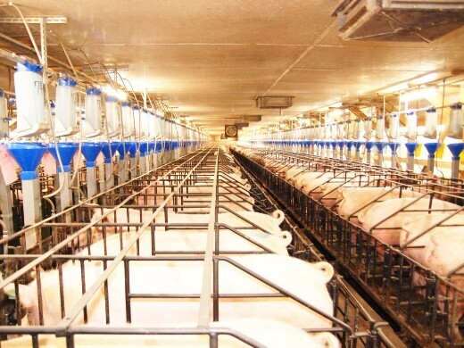 “笑顔につながる豚肉生産”を理念に掲げ、業界トップクラスの養豚経営を行う農場です！
【完全週休2日制／賞与計4ヶ月分】