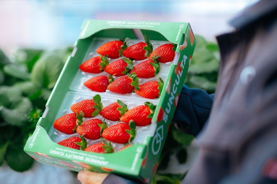 【10年の育種を2年で実現！】次世代イチゴの普及を牽引するマネージャー候補＜フレックスタイム制／週休2日＞