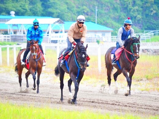 ＜急募＞【単身寮完備／手当充実◎】乗馬用の馬の飼育と牧場管理／管理職候補