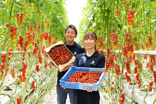 低コスト＆高収量の次世代農業でミニトマトを栽培。異業種の方も大歓迎！ 
【研修充実◎／安心の福利厚生】