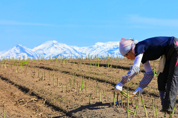 食を通じた「人」と「自然」とのつながりを大切に、四季折々のおいしい作物を栽培。
【正社員登用あり／規模拡大中】