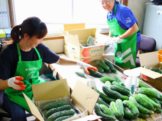 新鮮で美味しい野菜を作っています。農業に興味のある方、ぜひ一緒に働きましょう！
【週5日・1日3～4hからOK／通勤手当あり】