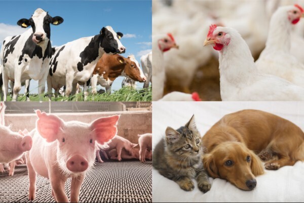 【「ビオスリー」でお馴染みの製薬メーカー】
動物の健康と毎日の食卓を守る。動物用医薬品の法人営業＜年休124日／賞与5.75ヶ月分＞