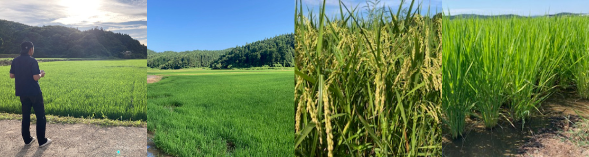 株式会社ブルーシード新潟