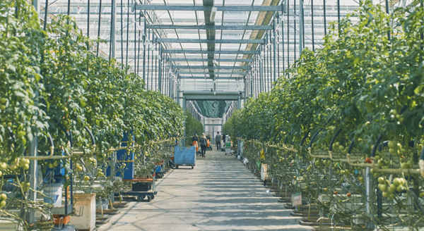 サラダボウルグループ