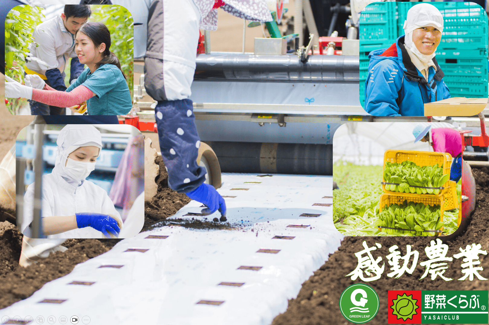 グリンリーフ（株）・野菜くらぶ（株）