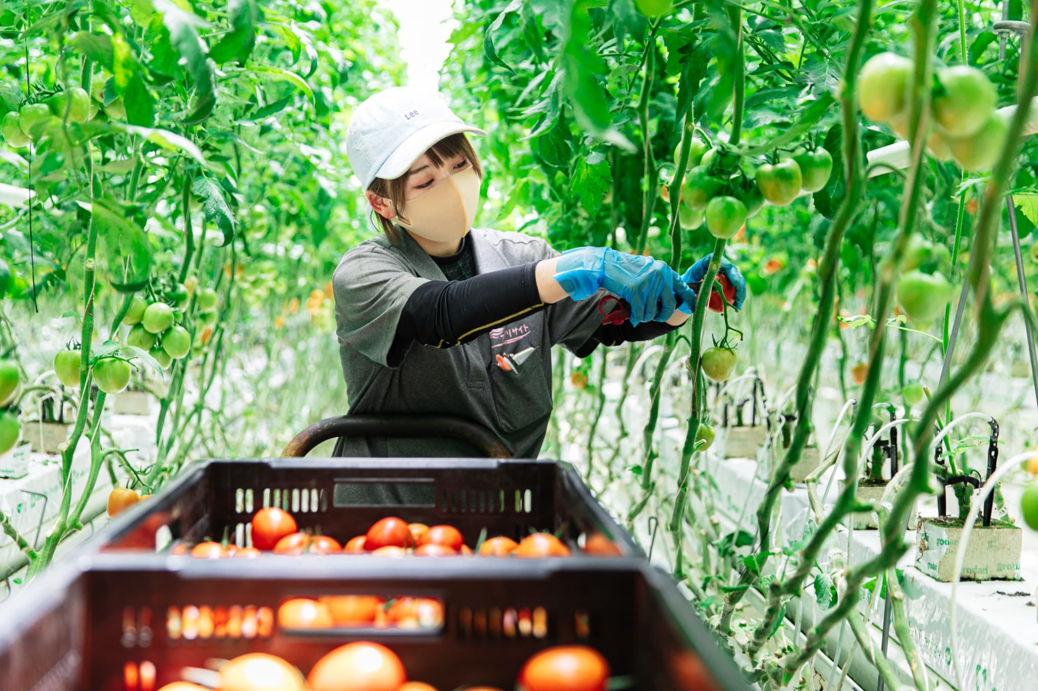 株式会社サラダボウル